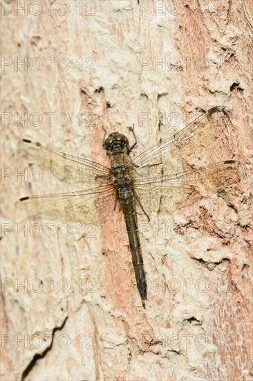 Ruddy darter