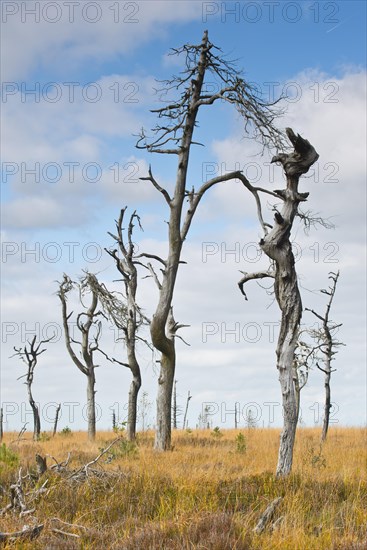 Dead scots pine