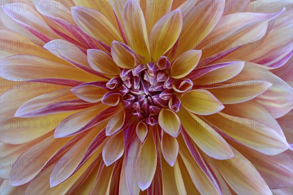 Jewel dahlia