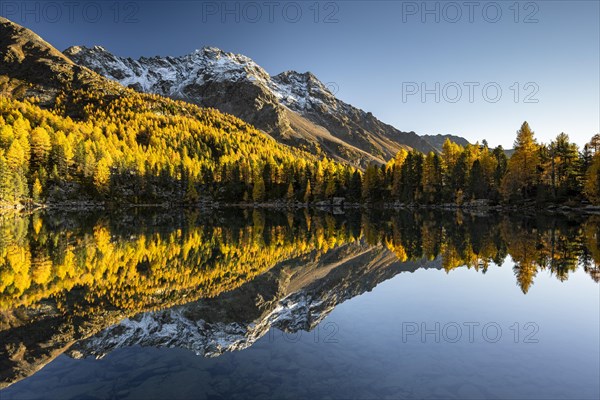 Autumn larch forest reflected in the mountain lake Lago di Saoseo