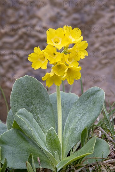 Auricula