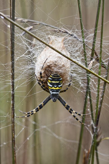Wasp spider