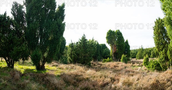Common juniper