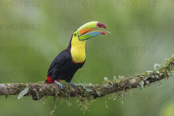 Fishing toucan also called Keel billed Toucan