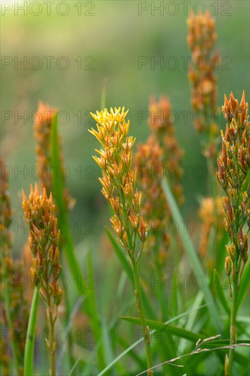 Bog Asphodel