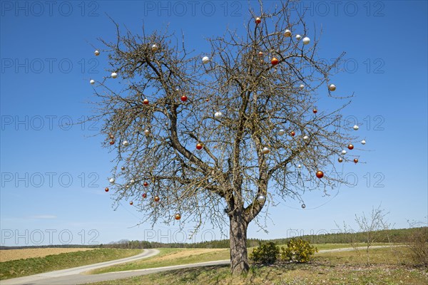 Eastern tree without leaves
