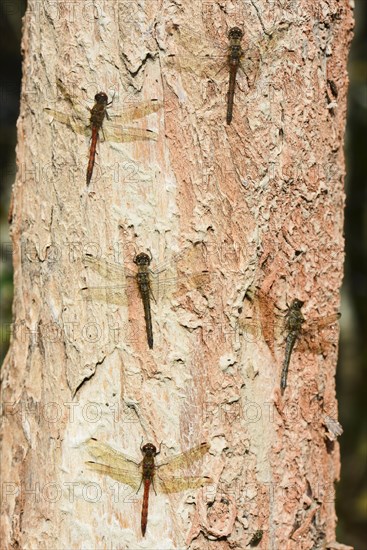 Ruddy darter
