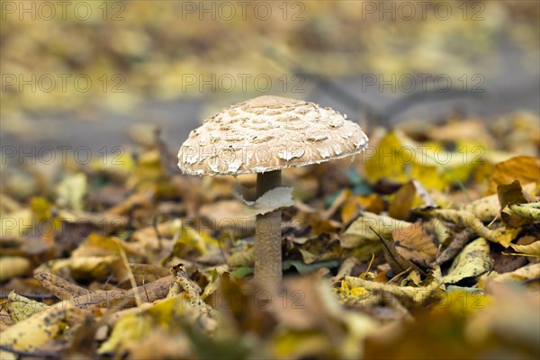 Giant parasol mushroom