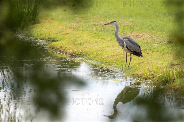 Grey heron