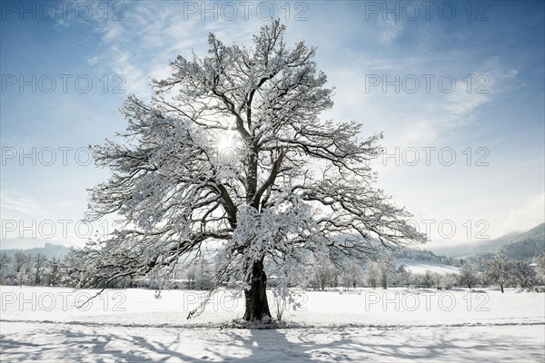 Snowy tree with sun and winter landscape