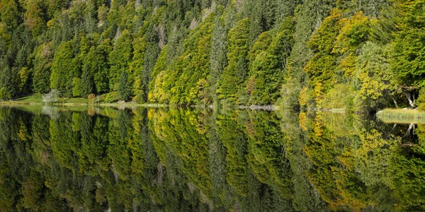 Reflection of the water surface at Feldsee