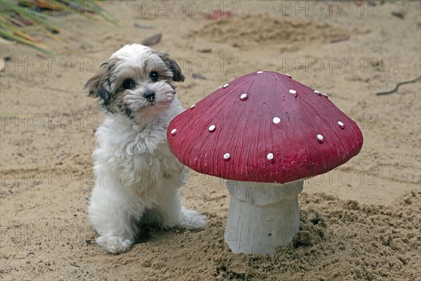 Bolonka Zwetna puppy next to a decorative toadstool