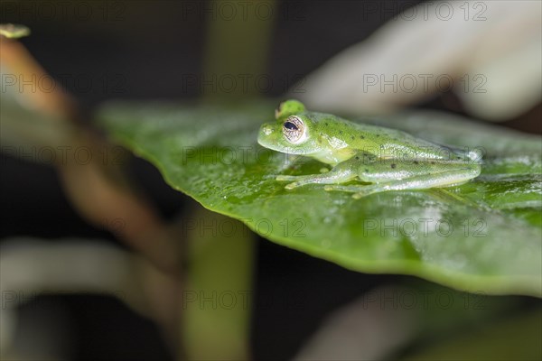 Emerald glass frog