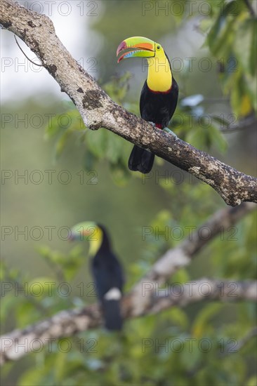 Fishing toucan also called Keel billed Toucan