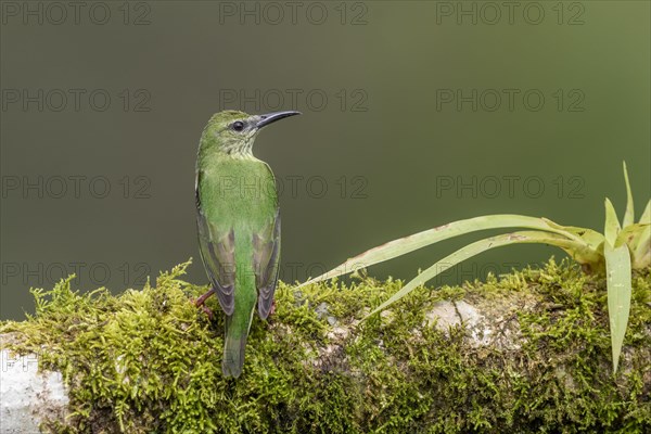 Shining honeycreeper