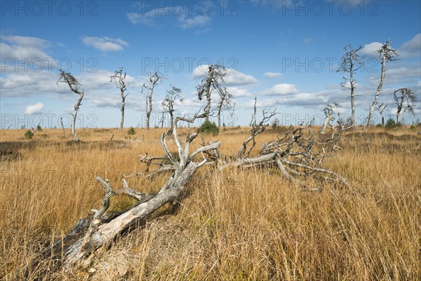 Dead scots pine