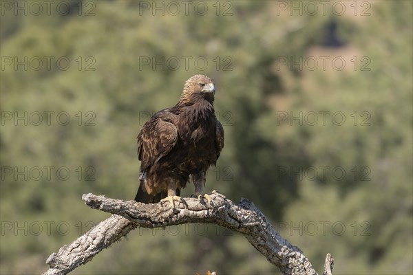 Golden eagle