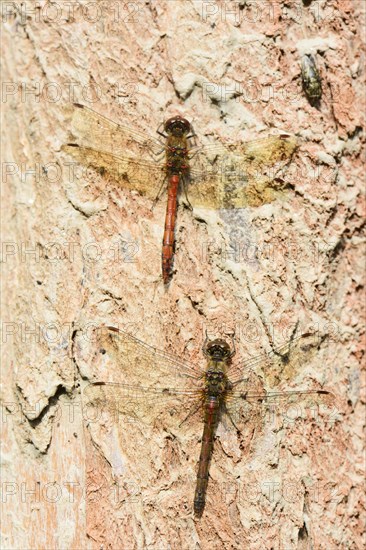 Ruddy darter