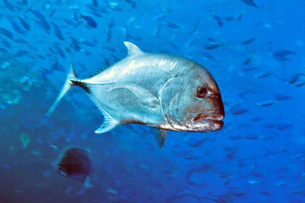 Giant trevally