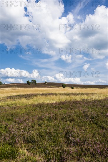 Flowering heath and juniper