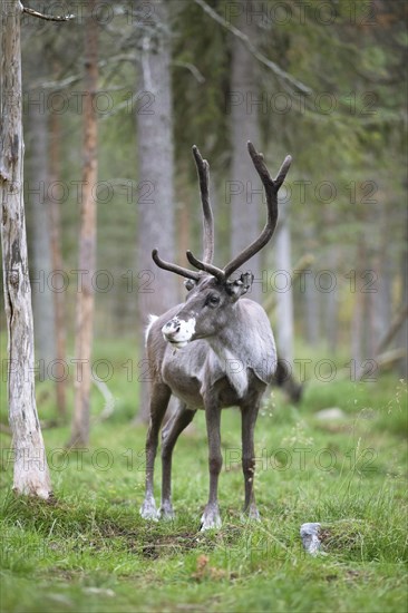 Reindeer