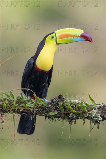 Fishing toucan also called Keel billed Toucan