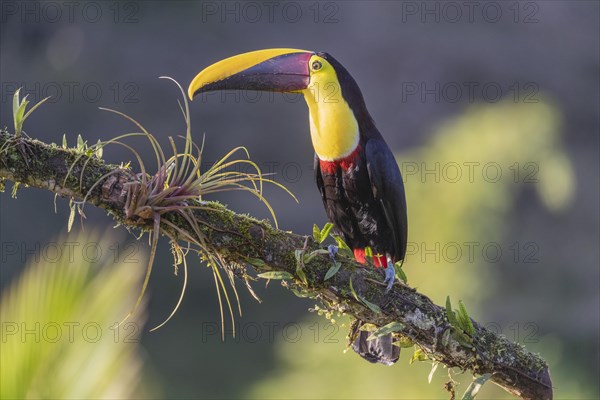Swainson's toucan or Brown-backed toucan