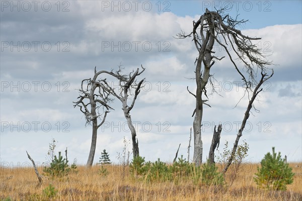 Dead scots pine