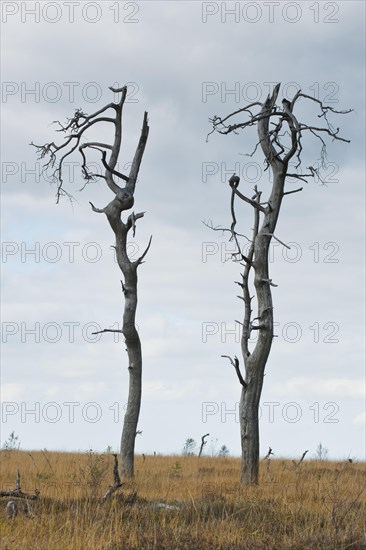 Dead scots pine