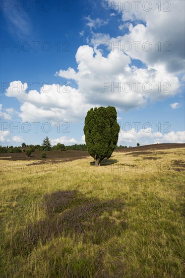 Flowering heath and juniper