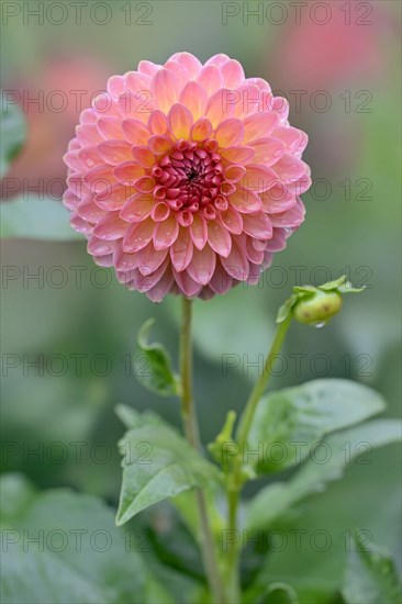 Decorative dahlias