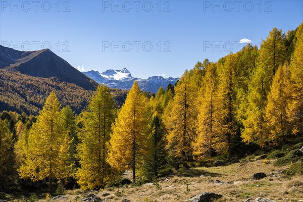 Autumn larch forest off Pizzo Scalino