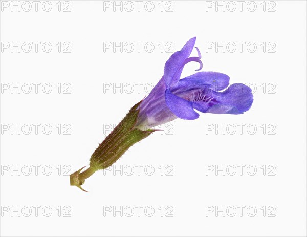 Ground ivy
