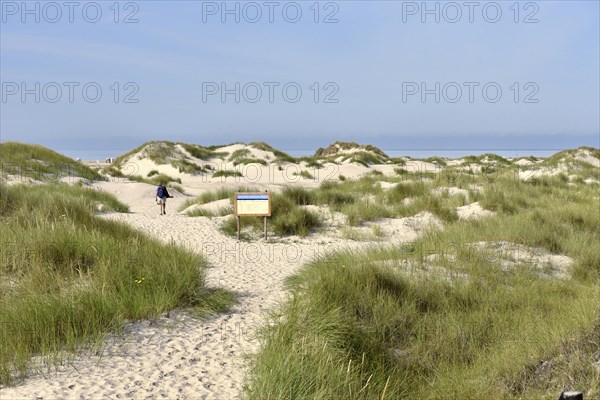 Foredunes at the beach section Nebel