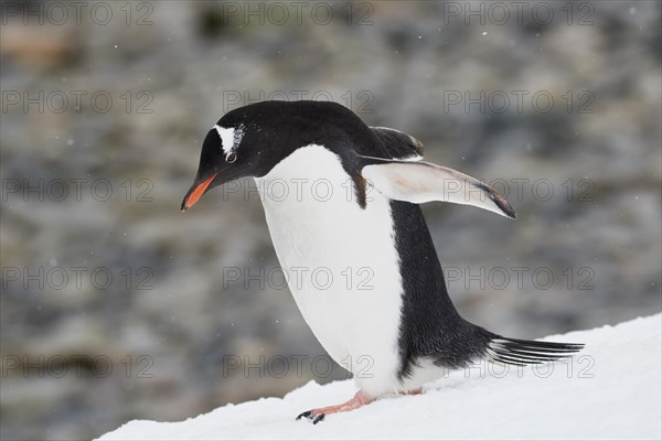 Gentoo penguin