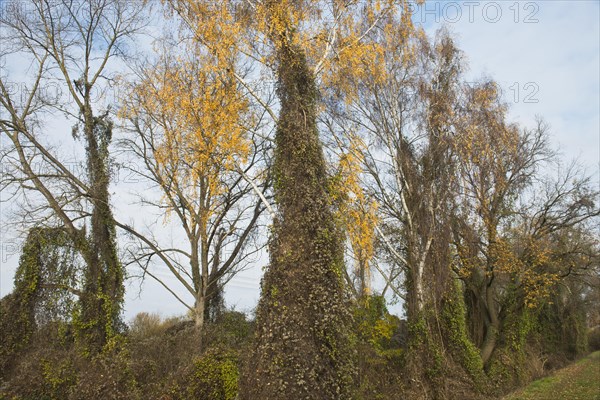 Warty birch