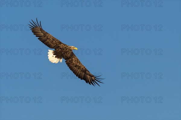 White-tailed eagle