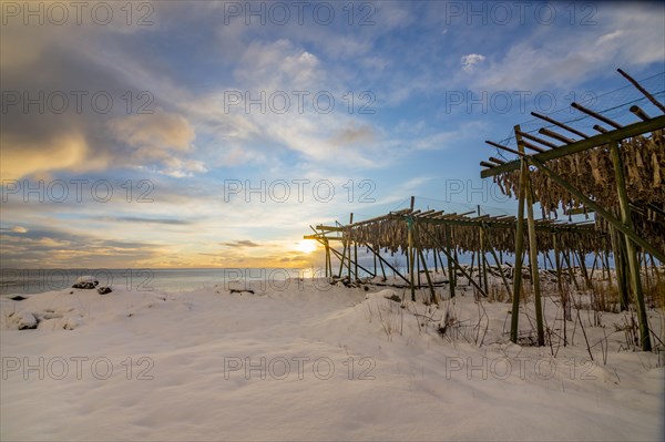 Cod stockfish drying on rack