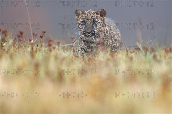 Indian indian leopard