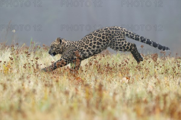Indian indian leopard