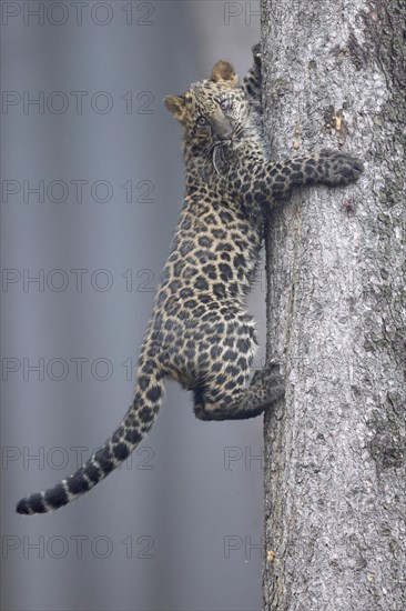 Indian indian leopard