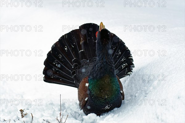 Western capercaillie