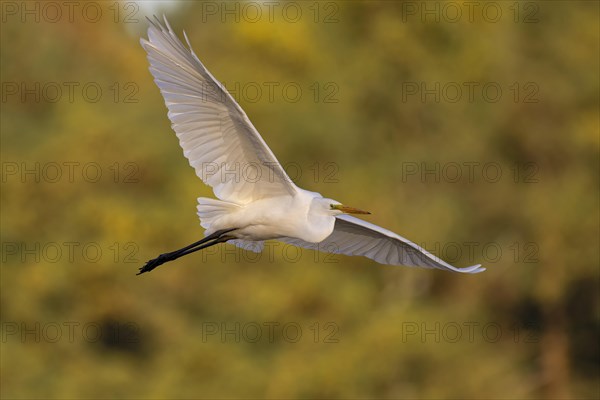 Great egret