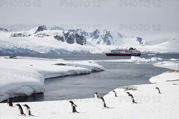 Gentoo penguins