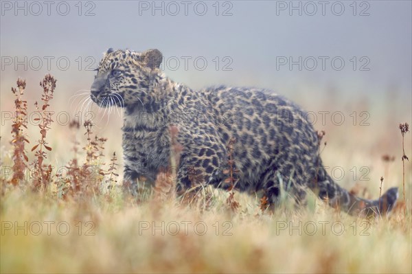 Indian indian leopard