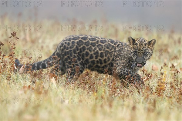 Indian indian leopard