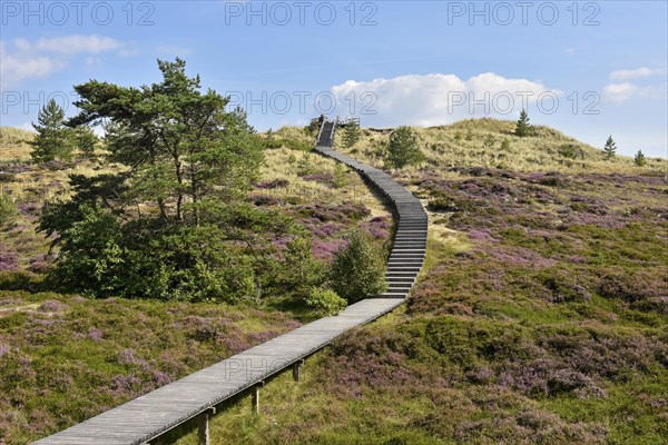 Boardwalk on the Sueddorf viewing dune