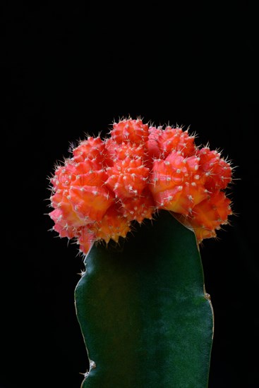 Grafted cactus