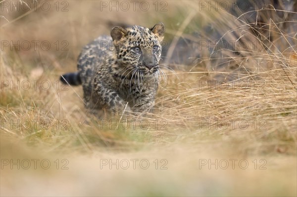 Indian indian leopard