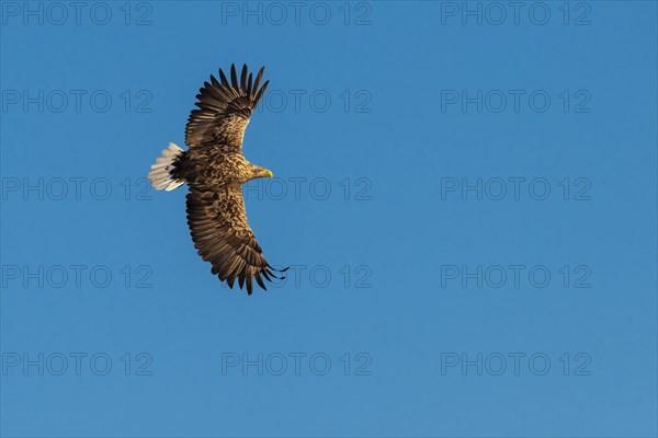 White-tailed eagle